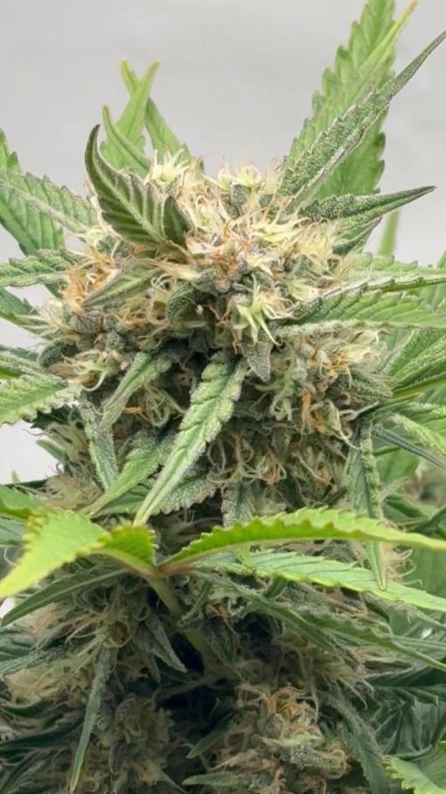 RQS AK-47 + Purple Punch Auto