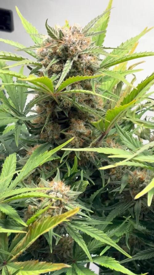 RQS AK-47 + Purple Punch Auto