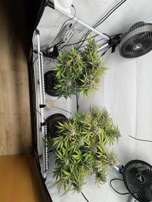RQS AK-47 + Purple Punch Auto. Week 9 - 28. März