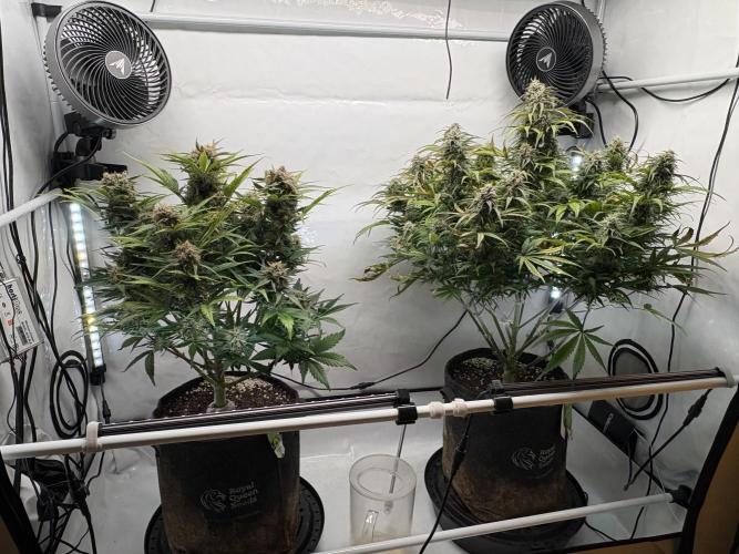 RQS AK-47 + Purple Punch Auto. Week 9 - 28. März