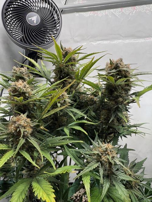 RQS AK-47 + Purple Punch Auto. Week 9 - 28. März