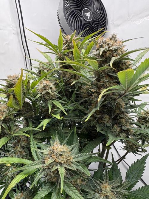 RQS AK-47 + Purple Punch Auto. Week 9 - 28. März
