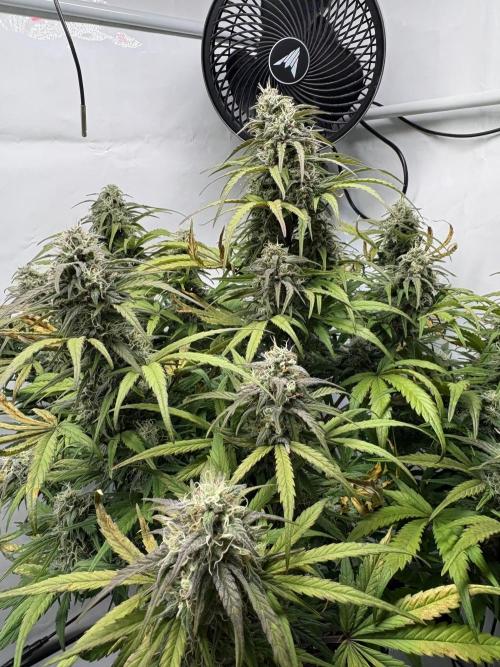 RQS AK-47 + Purple Punch Auto. Week 9 - 28. März