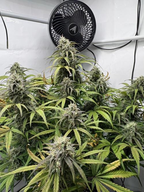 RQS AK-47 + Purple Punch Auto. Week 9 - 28. März