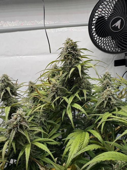 RQS AK-47 + Purple Punch Auto. Week 9 - 28. März