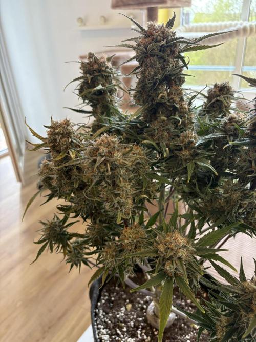 RQS AK-47 + Purple Punch Auto. Week 10