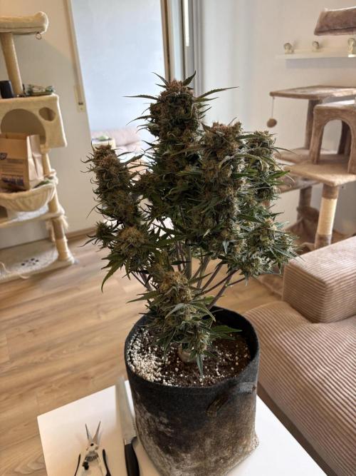 RQS AK-47 + Purple Punch Auto. Week 10