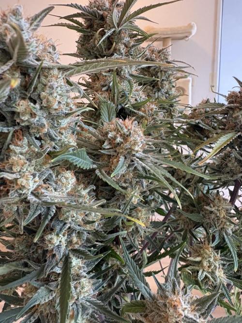 RQS AK-47 + Purple Punch Auto. Week 10