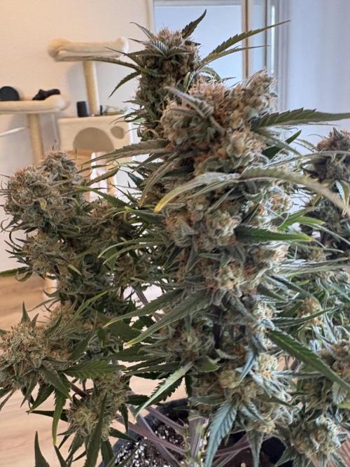 RQS AK-47 + Purple Punch Auto. Week 10