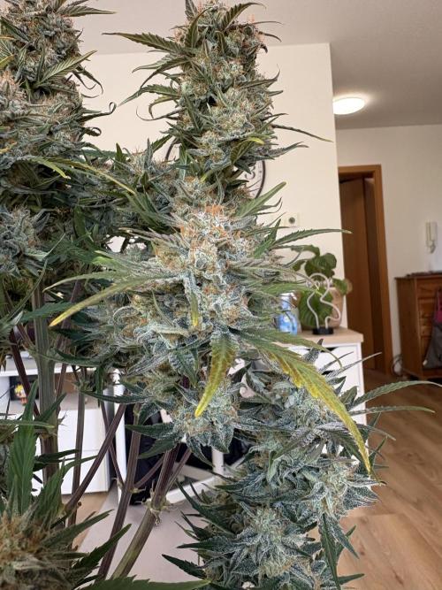 RQS AK-47 + Purple Punch Auto. Week 10
