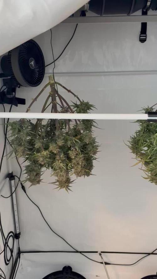RQS AK-47 + Purple Punch Auto