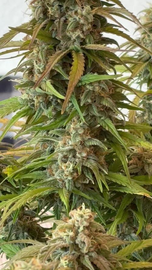 RQS AK-47 + Purple Punch Auto