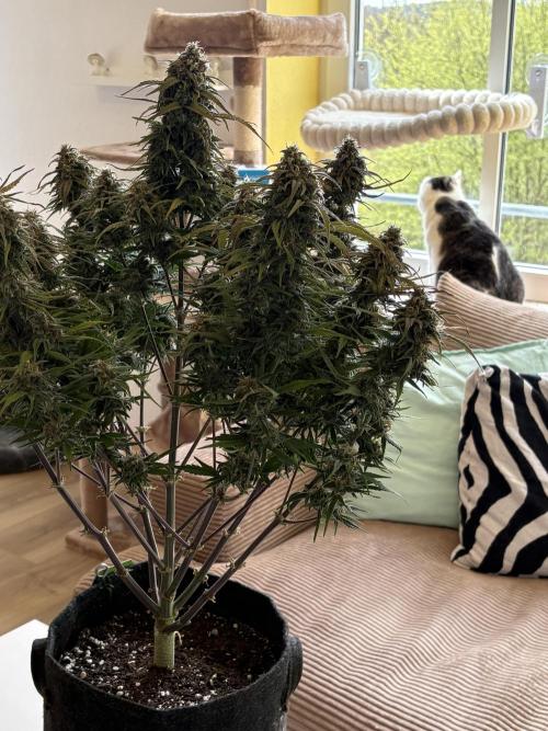 RQS AK-47 + Purple Punch Auto. Week 10