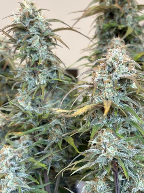 RQS AK-47 + Purple Punch Auto. Week 10