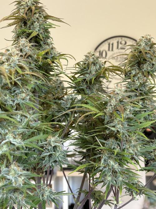 RQS AK-47 + Purple Punch Auto. Week 10