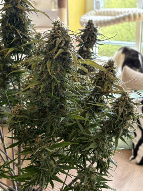 RQS AK-47 + Purple Punch Auto. Week 10