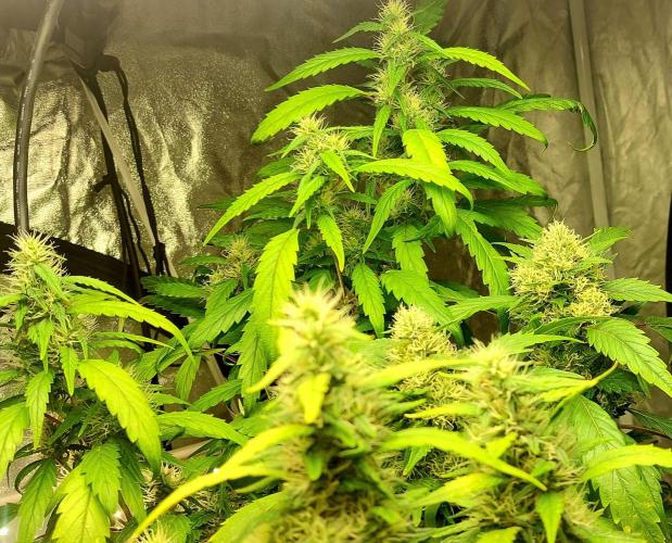 5 strains one sog. Week 13