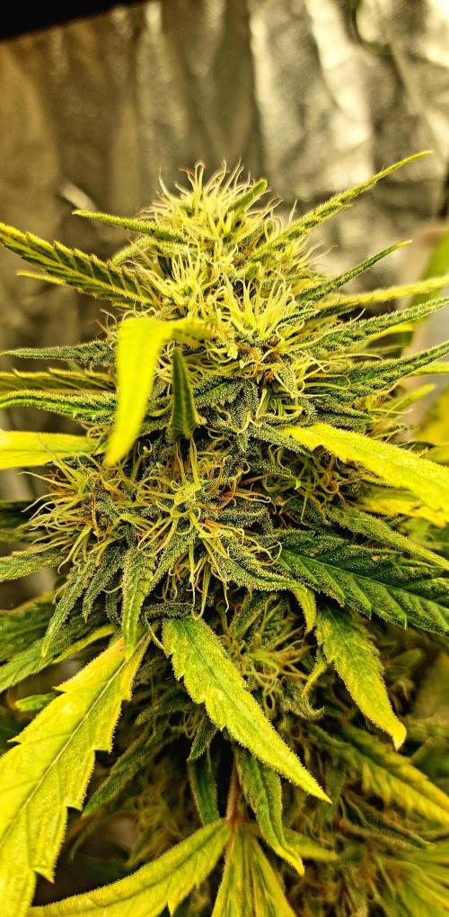 5 strains one sog. Week 13