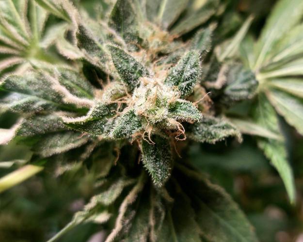 5 strains one sog. Week 13