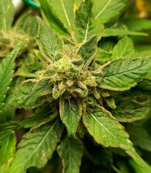 5 strains one sog. Week 13