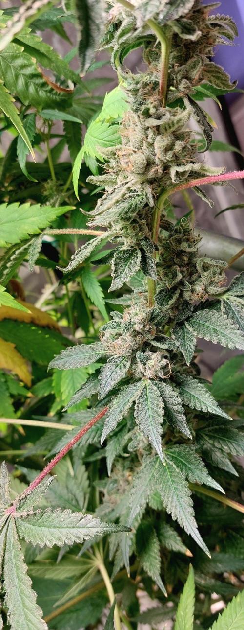 5 strains one sog. Week 13