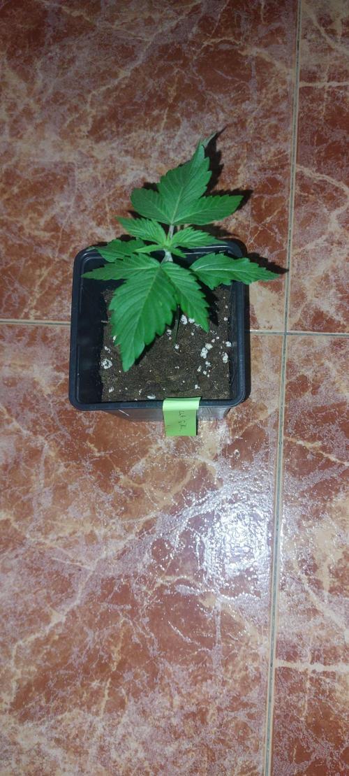 Gorilla girl by sweet seeds. Week 1