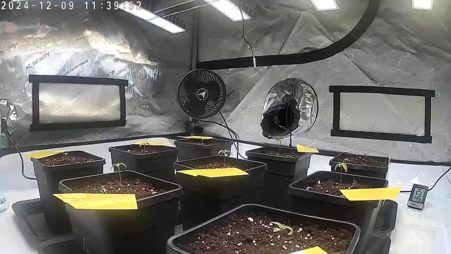 Oldschool strain, newschool setup