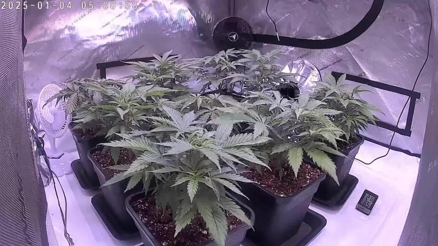 Oldschool strain, newschool setup