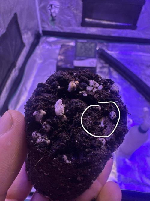 SUPER MONSTER. Week 0 - TRANSPLANTO DIA (2) 6/7/26