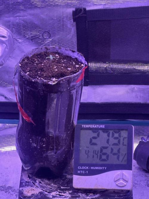 SUPER MONSTER. Week 0 - (2) 6/7/26