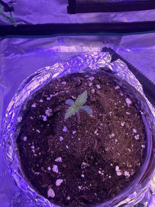 SUPER MONSTER. Week 0 - DIA 3 7/7/26