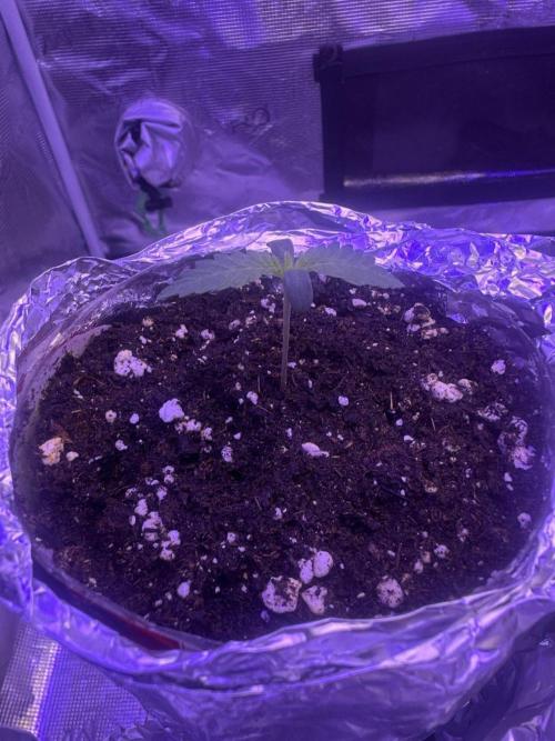 SUPER MONSTER. Week 0 - DIA 5 9/7/26
