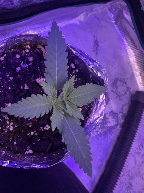Janeco-Light-Mix. Week 1