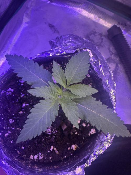 Janeco-Light-Mix. Week 1