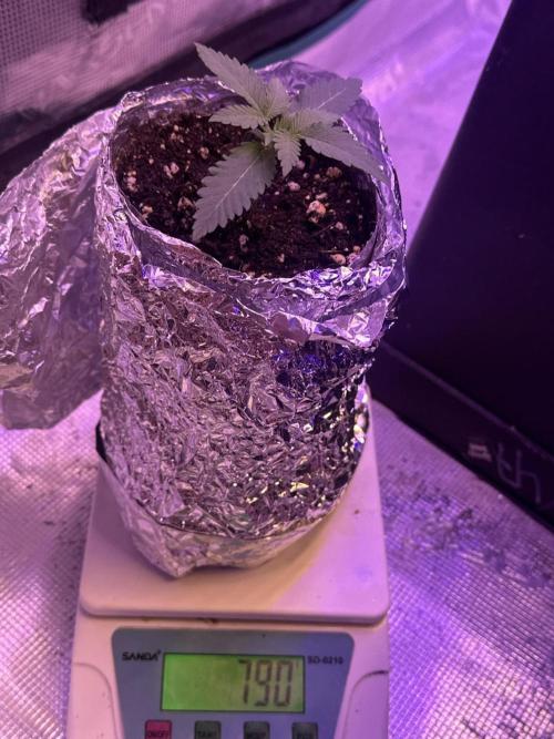 Janeco-Light-Mix. Week 1