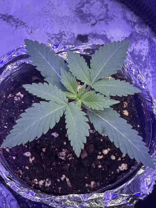 SUPER MONSTER. Week 1 - Day 10, 14/7 (7:00)