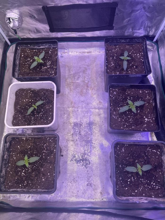 Super Boof. Week 0 - Day 7