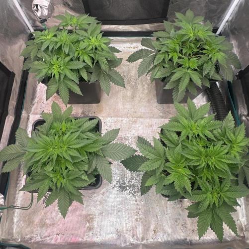 Super Boof. Week 4