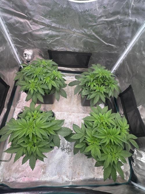 Super Boof. Week 4