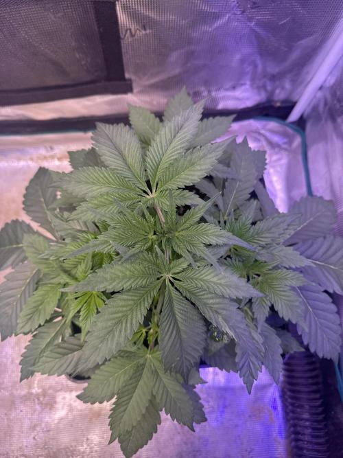 Super Boof. Week 4