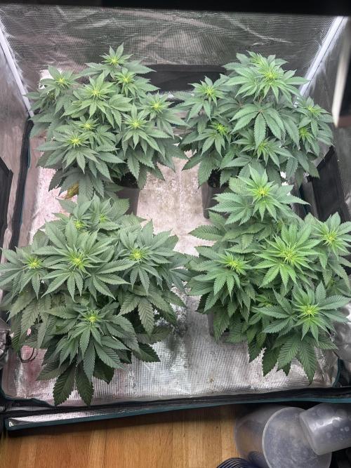 Super Boof. Week 6