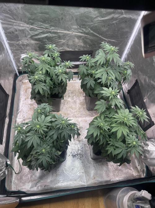 Super Boof. Week 6
