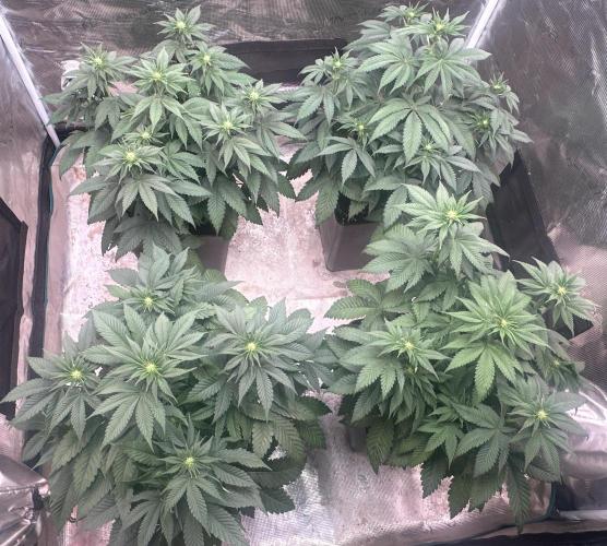 Super Boof. Week 6