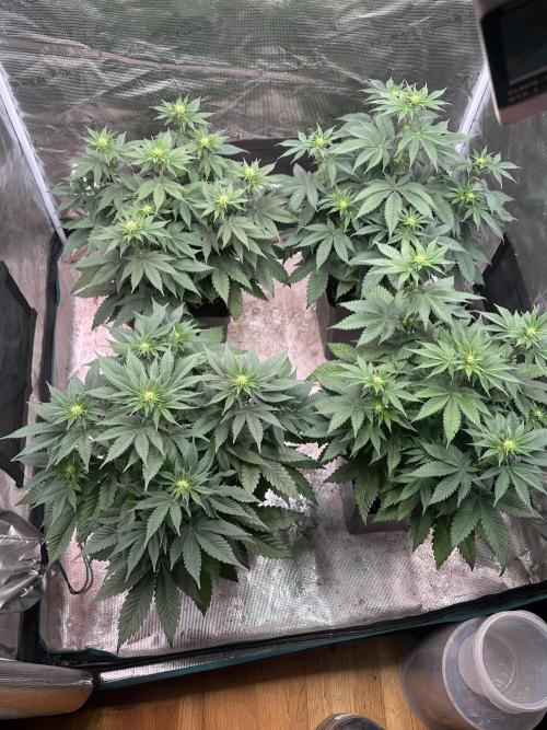 Super Boof. Week 6