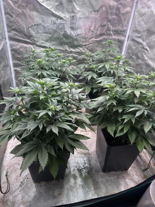 Super Boof. Week 6