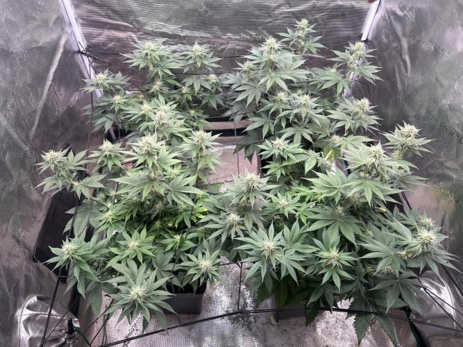 Super Boof. Week 7