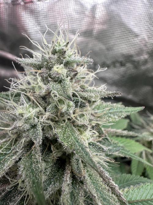 Super Boof. Week 13