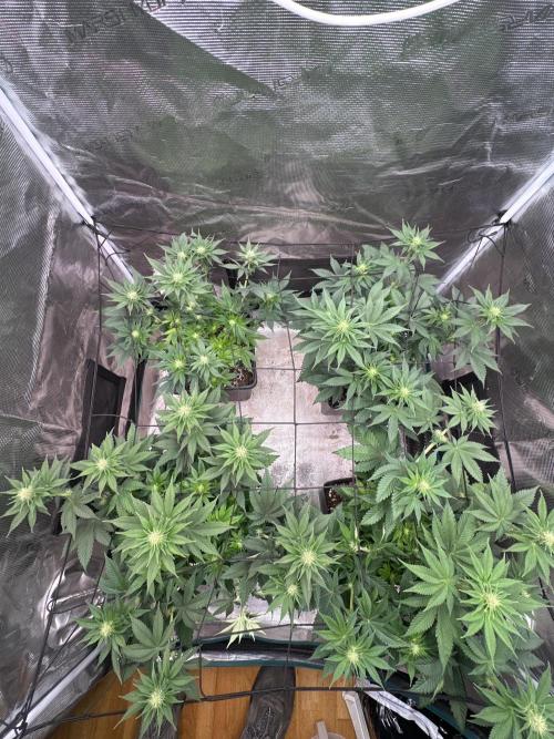Super Boof. Week 7