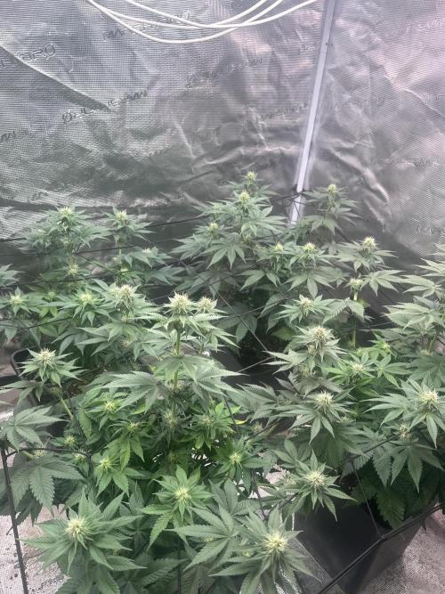 Super Boof. Week 7