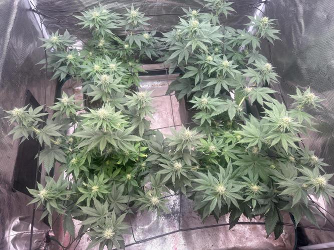 Super Boof. Week 7